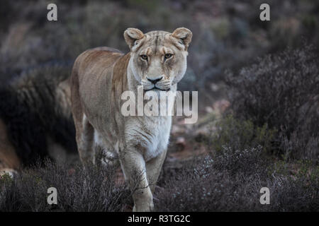 Südafrika, Aquila Private Game Reserve, Löwin, Panthera leo Stockfoto