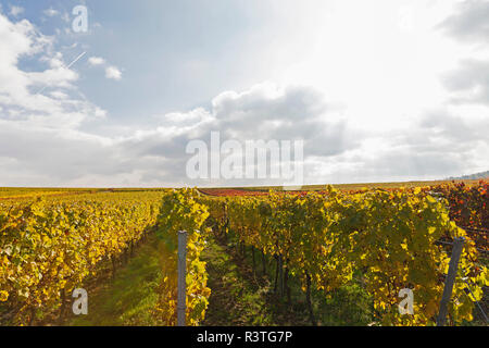 Deutschland, Rheinland-Pfalz, Weisenheim am Berg, Weinberge im Herbst Farben, Deutsche Weinstraße Stockfoto