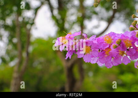 Queen's Blume, Lagerstroemia macrocarpa Wand. lila schön auf Baum Stockfoto