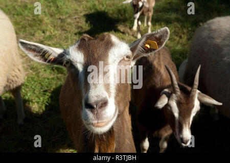 Thueringer, Waldziege, Bedrohte, gefaehrdet, Ziegenrasse Stockfoto