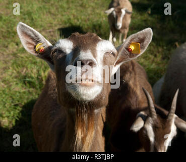 Thueringer, Waldziege, Bedrohte, gefaehrdet, Ziegenrasse Stockfoto