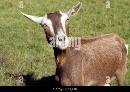 Thueringer, Waldziege, Bedrohte, gefaehrdet, Ziegenrasse Stockfoto