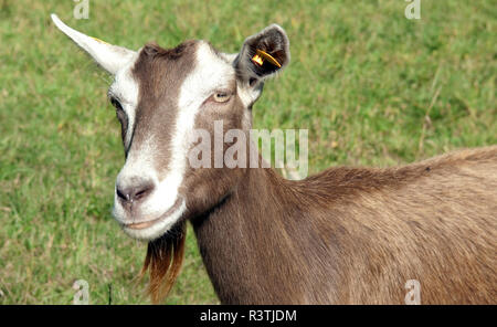 Thueringer, Waldziege, Bedrohte, gefaehrdet, Ziegenrasse Stockfoto