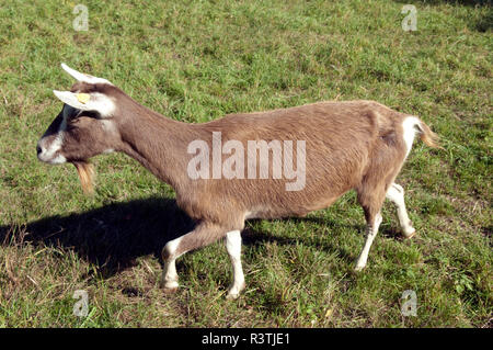 Thueringer, Waldziege, Bedrohte, gefaehrdet, Ziegenrasse Stockfoto