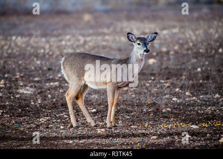 Whitetail Fawn Stockfoto