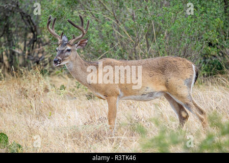 Whitetail Deer buck Stockfoto