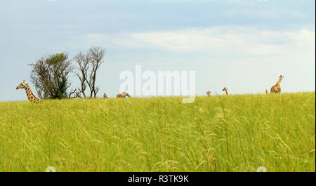 Versteckt im Gras mit Giraffen Stockfoto