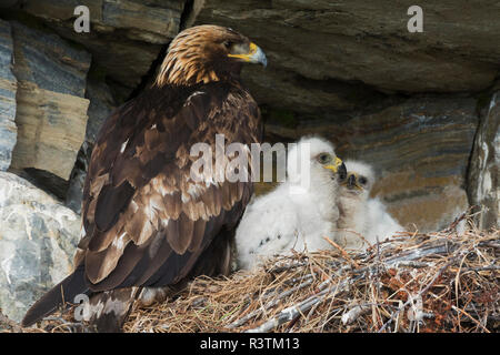 Golden Eagle mit Küken im Nest Stockfoto