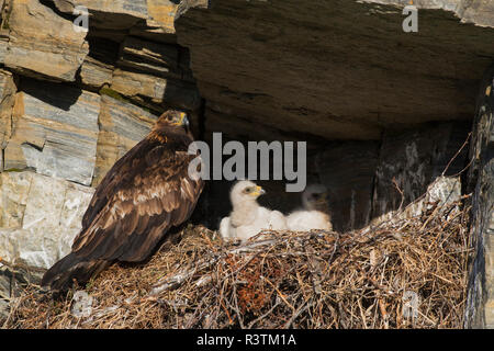 Golden Eagle mit Woche alte Küken Stockfoto