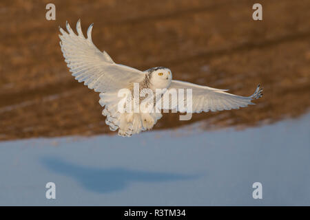 Snowy Owl winter Jagd in Bauern Feld Stockfoto