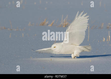 Snowy owl Jagd (männlich) Stockfoto