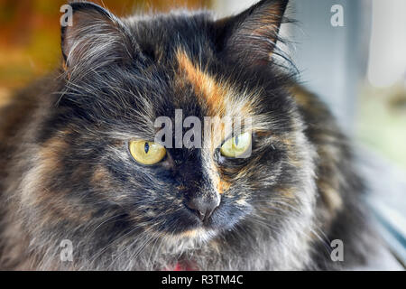 Sibirische Katze. Stockfoto