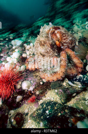 Riesige Pazifik Octopus (Enteroctopus dofleini), im Pazifischen Nordwesten der USA Stockfoto