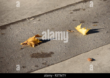 Herbst gelbe Blätter auf dem Bürgersteig in der Stadt Stockfoto
