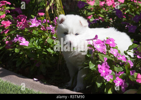 Siberian Husky Welpen in Blumen (PR) Stockfoto