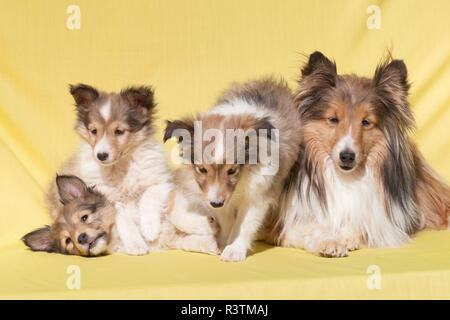 Shetland Sheepdog Mutter und Welpen (PR) Stockfoto