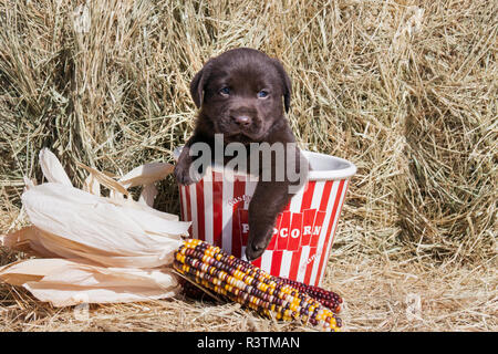 Chocolate Labrador Retriever Welpen in einem Popcorn box (PR) Stockfoto