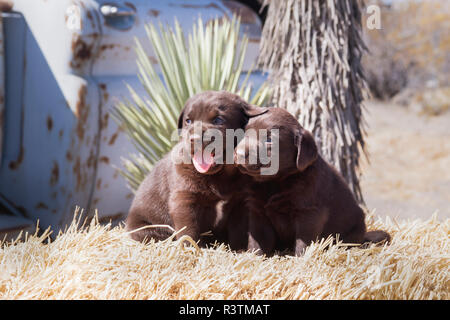 Zwei Chocolate Labrador Retriever Welpen sitzen auf einem Heuballen (PR) Stockfoto