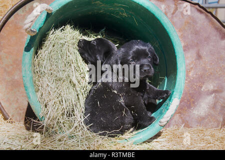 Zwei schwarze Labrador Retriever Welpen sitzen im Heu in einen Eimer (PR) Stockfoto