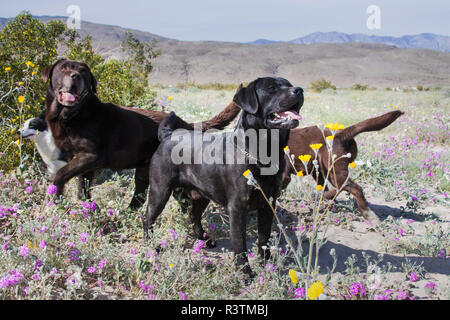 Gruppe von Labrador Retriever stehend in einem Feld von Desert wildflowers (PR) Stockfoto