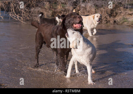 Gruppe von Labrador Retrievers läuft durch einen Bach (PR) Stockfoto