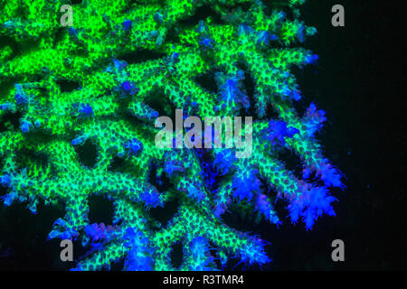 Staghorn Coral, Tag Fluoreszierende, Palau, Rock Islands-World Weltkulturerbe, Mikronesien Stockfoto