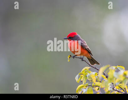Belize, Crooked Tree Wildlife Sanctuary. Männliche Vermillion Schopftyrann hocken auf einer Extremität. Stockfoto