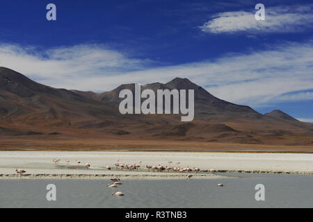 Bolivianischen Wüste, Bolivien Stockfoto