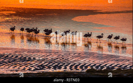 Altiplano, Bolivien, Eduardo Abaroa Fauna der Anden National Reserve, Laguna Colorada, Flamingos Stockfoto