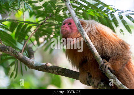 Brasilien, Amazonas, Manaus, Amazon EcoPark Jungle Lodge, Glatze uakari Affe, Cacajao calvus. Porträt einer kahlen uakari Affen in den Bäumen. Stockfoto