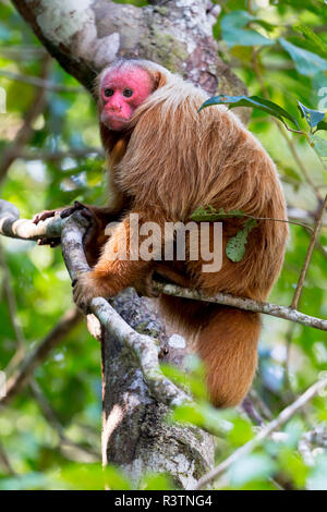 Brasilien, Amazonas, Manaus, Amazon EcoPark Jungle Lodge, Glatze uakari Affe, Cacajao calvus. Porträt einer kahlen uakari Affen in den Bäumen. Stockfoto