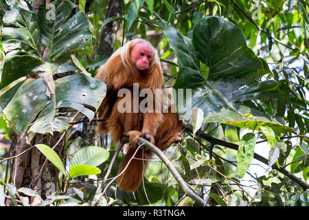 Brasilien, Amazonas, Manaus, Amazon EcoPark Jungle Lodge, Glatze uakari Affe, Cacajao calvus. Porträt einer kahlen uakari Affen in den Bäumen. Stockfoto