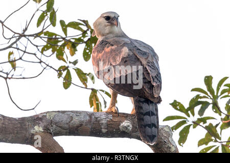 Brasilien, Amazonas, in der Nähe von Manaus, Harpyie, Harpia harpyja. Juvenile Harpyie in ihrer Verschachtelung Baum. Stockfoto