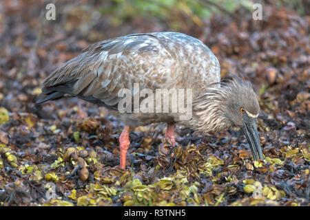 Brasilien, das Pantanal, plumbeous Ibis, Theristicus Caerulescens. Porträt einer plumbeous ibis Suchen nach Nahrung im Wasser Pflanzen. Stockfoto