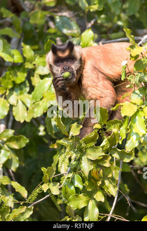 Brasilien, das Pantanal, braune Kapuziner Affen, Cebus apella. Braune Kapuziner Affen essen von Früchten in einem Baum. Stockfoto