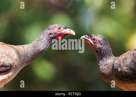 Brasilien, das Pantanal, Chaco chachalaca, Ortalis canicollis. Zwei Chaco chachalaca Gesicht weg. Stockfoto