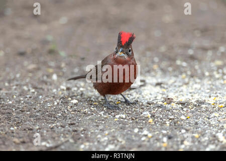 Brasilien, das Pantanal. Red pileated Finch Essen geknackt Mais unter einen Bird Feeder. Stockfoto