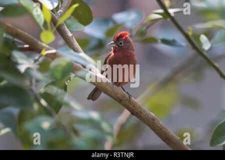 Brasilien, das Pantanal. Porträt eines roten pileated Finch. Stockfoto