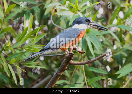 Brasilien, das Pantanal. Porträt einer Beringt Eisvogel auf Zweig. Stockfoto