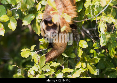 Brasilien, das Pantanal. Braune Kapuziner Affen essen von Früchten in einem Baum. Stockfoto