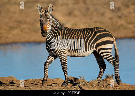 Ein Cape Mountain Zebra (Equus Zebra) an einem Wasserloch, Mountain Zebra National Park, Südafrika Stockfoto