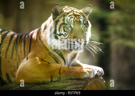 Nahaufnahme von einem Sibirischen Tiger auch bekannt als Amur Tiger (Panthera tigris altaica), das grösste lebende Katze Stockfoto