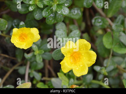 Salbei Rose blüht auf Morgen Sonnenlicht Stockfoto