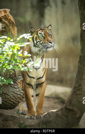 Nahaufnahme von einem Sibirischen Tiger auch bekannt als Amur Tiger (Panthera tigris altaica), das grösste lebende Katze Stockfoto