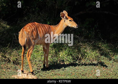 Weiblicher Nyala-Antilope (Tragelaphus Angasii), Mkuze Game reserve, Südafrika Stockfoto