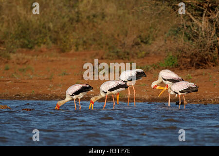 Yellow-billed Störche (mycteria Ibis) Nahrungssuche im flachen Wasser, Krüger Nationalpark, Südafrika Stockfoto