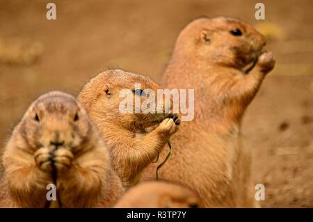 Fütterung Präriehunde Stockfoto