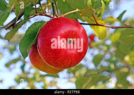 Zwei reife rote Äpfel am Baum Stockfoto