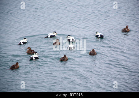 Verschiedene farbige Enten auf einem See Stockfoto