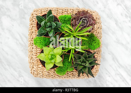 Blumenschmuck mit sukkulenten Pflanzen und Moos, auf Marmor Hintergrund. Stockfoto